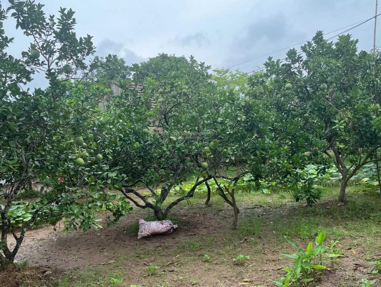 Siêu rẻ, bán 1700m đất gần chợ Đông Tảo, Khoái Châu. Nhỉnh 5tr