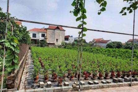Cần bán 389m2 full thổ cư tại Văn Giang, giá chỉ 1x triệu/m2