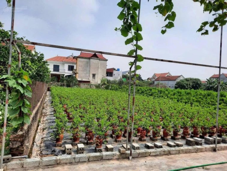 Cần bán 389m2 full thổ cư tại Văn Giang, giá chỉ 1x triệu/m2