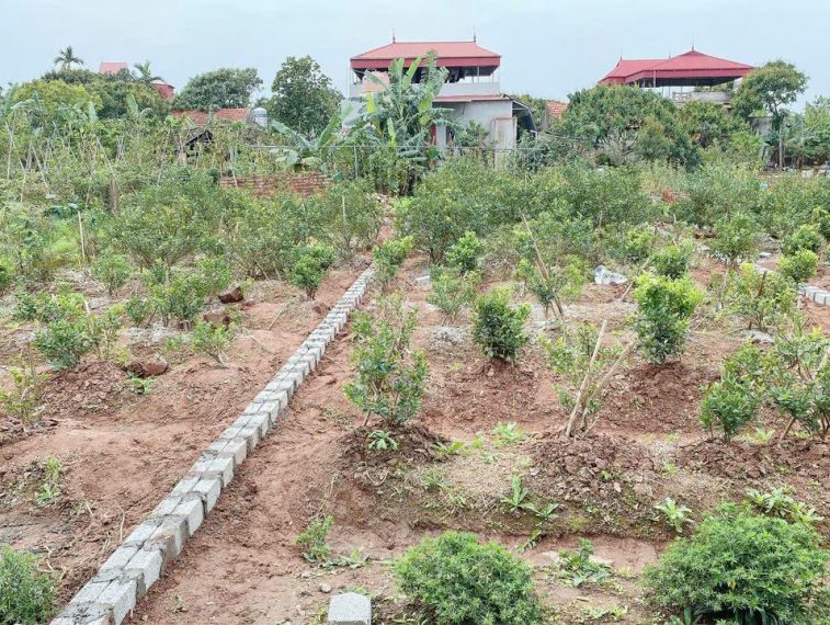 Đông Tảo Khoái Châu FULL THỔ CƯ GIÁ CHƯA ĐẾN 2,x tỷ