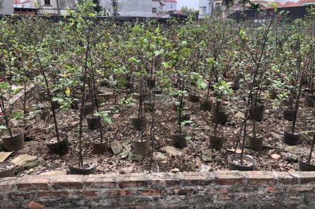Bán đất tại Phụng Công, Văn Giang, Hưng Yên, DT 66m2, mặt tiền 5.5m, giá chỉ hơn 2 tỷ chút