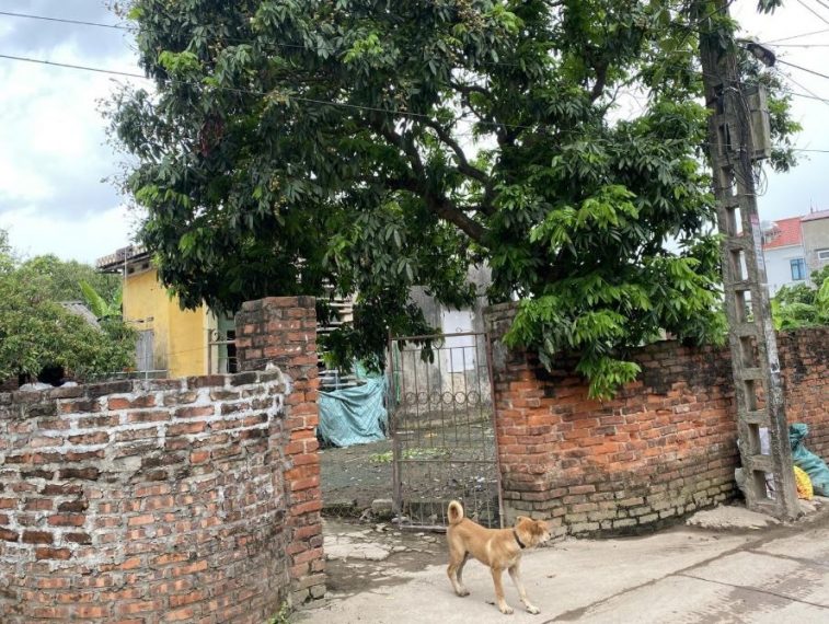 Hàng F0 Đông Tảo Hưng Yên, lô góc đầu tư chia lô. DT 200m2, MT 6.06m, giá 2xtr/m2. Ngõ thông ô to