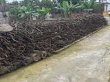 Bán đất thôn Hạ Đồng - Xã Nguyên Hoà - Phù Cừ - Hưng Yên